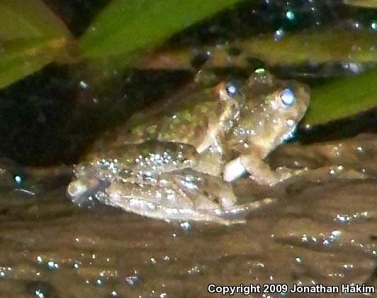 Blanchard's Cricket Frog (Acris crepitans blanchardi)