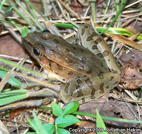 Southern Leopard Frog (Lithobates sphenocephalus utricularius)