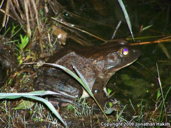 American Bullfrog (Lithobates catesbeianus)