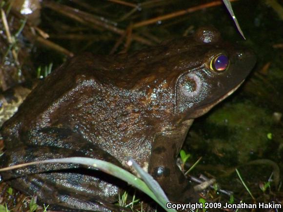 American Bullfrog (Lithobates catesbeianus)