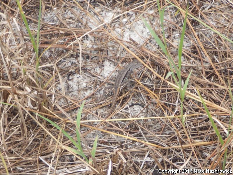 Florida Scrub Lizard (Sceloporus woodi)