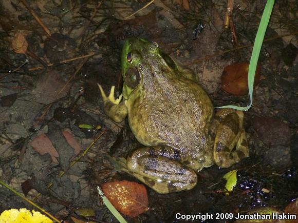 American Bullfrog (Lithobates catesbeianus)