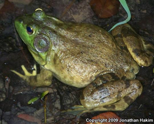 American Bullfrog (Lithobates catesbeianus)