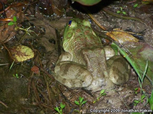 American Bullfrog (Lithobates catesbeianus)