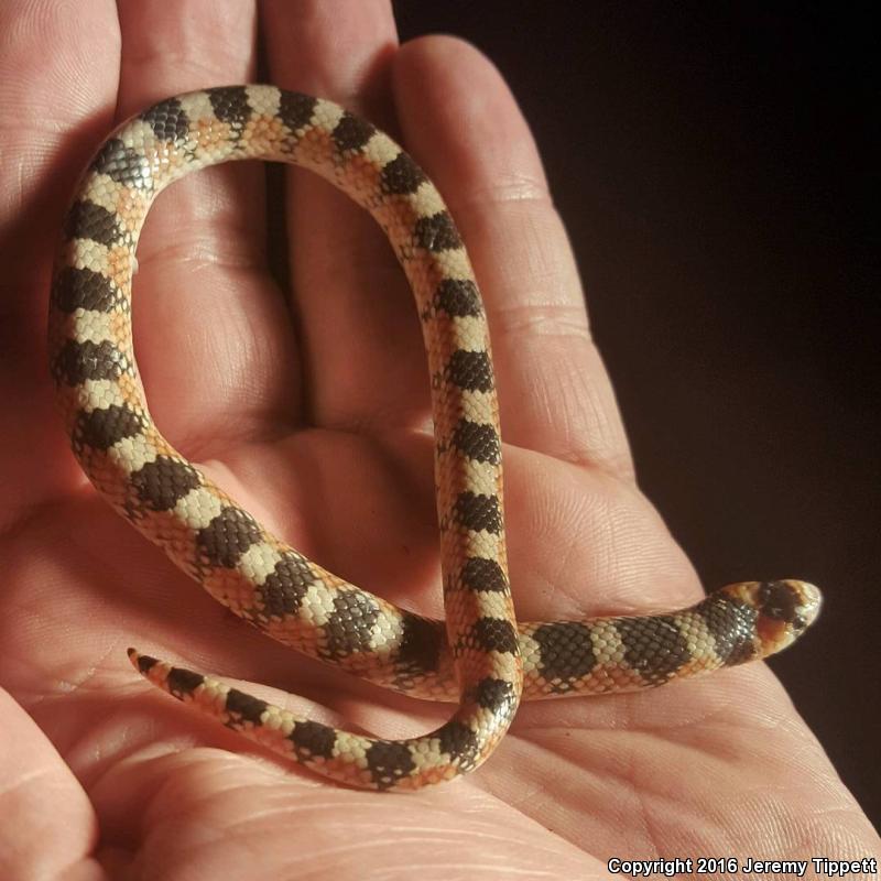 Thornscrub Hook-nosed Snake (Gyalopion quadrangulare)