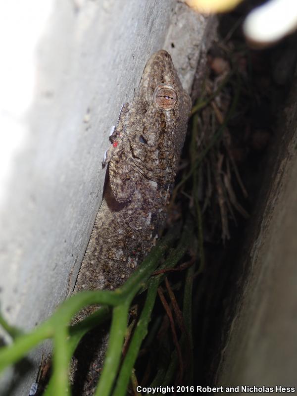 Moorish Wall Gecko (Tarentola mauritanica)