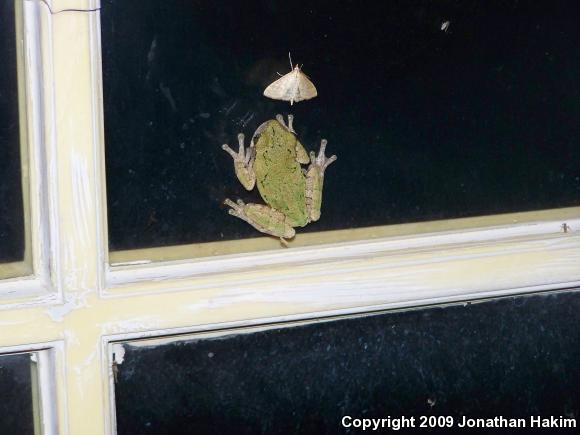 Gray Treefrog (Hyla versicolor)