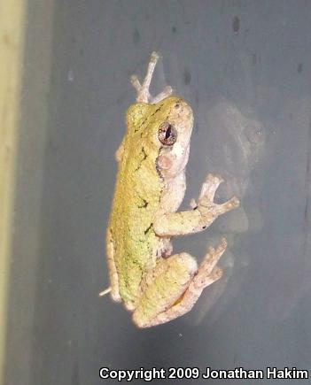 Gray Treefrog (Hyla versicolor)