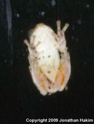 Gray Treefrog (Hyla versicolor)