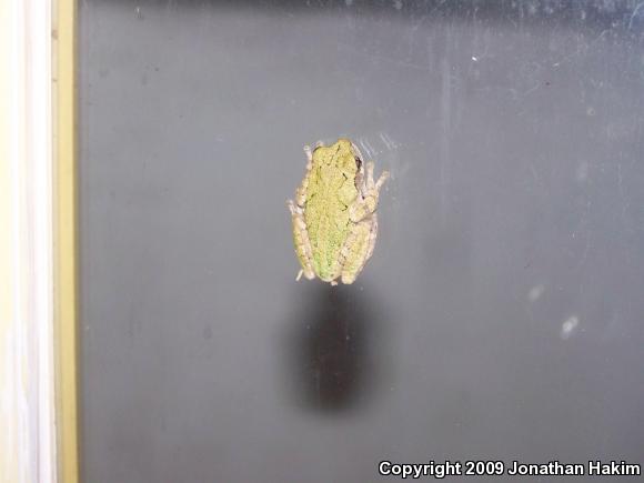 Gray Treefrog (Hyla versicolor)