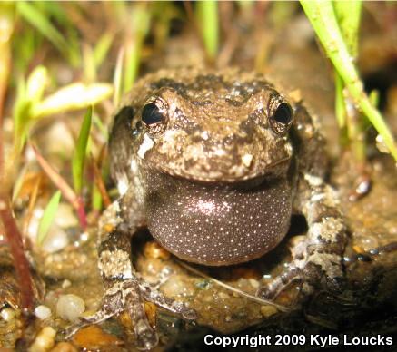 Gray Treefrog (Hyla versicolor)