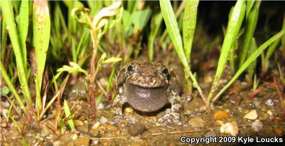 Gray Treefrog (Hyla versicolor)