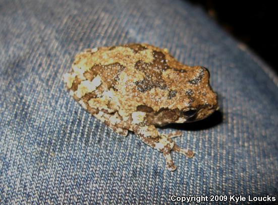 Gray Treefrog (Hyla versicolor)