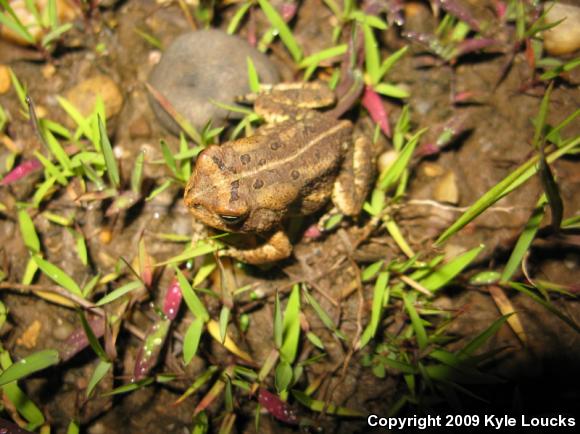 Fowler's Toad (Anaxyrus fowleri)