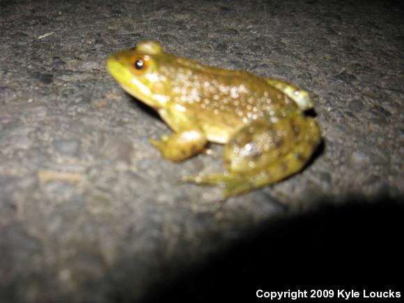 American Bullfrog (Lithobates catesbeianus)