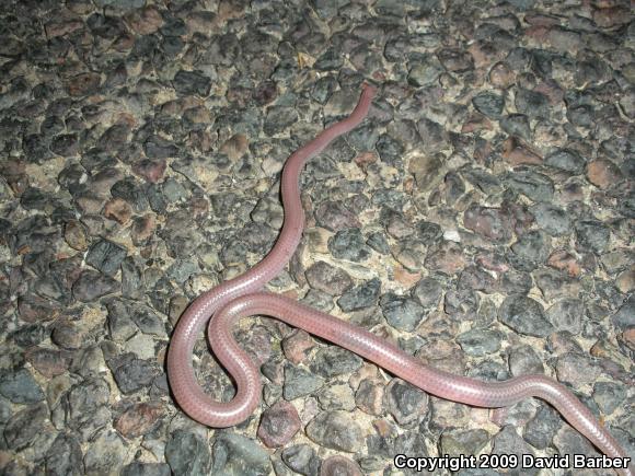 SouthWestern Threadsnake (Leptotyphlops humilis humilis)