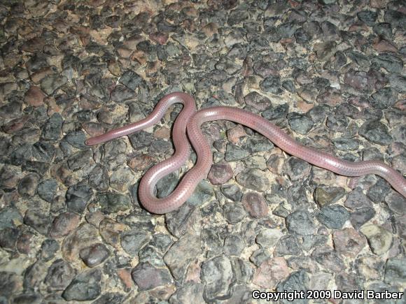 SouthWestern Threadsnake (Leptotyphlops humilis humilis)