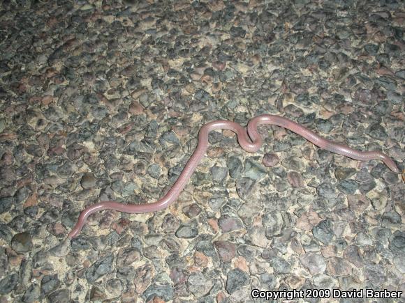 SouthWestern Threadsnake (Leptotyphlops humilis humilis)