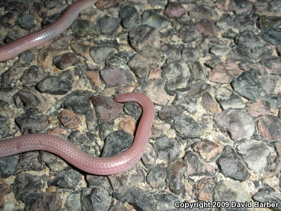 SouthWestern Threadsnake (Leptotyphlops humilis humilis)