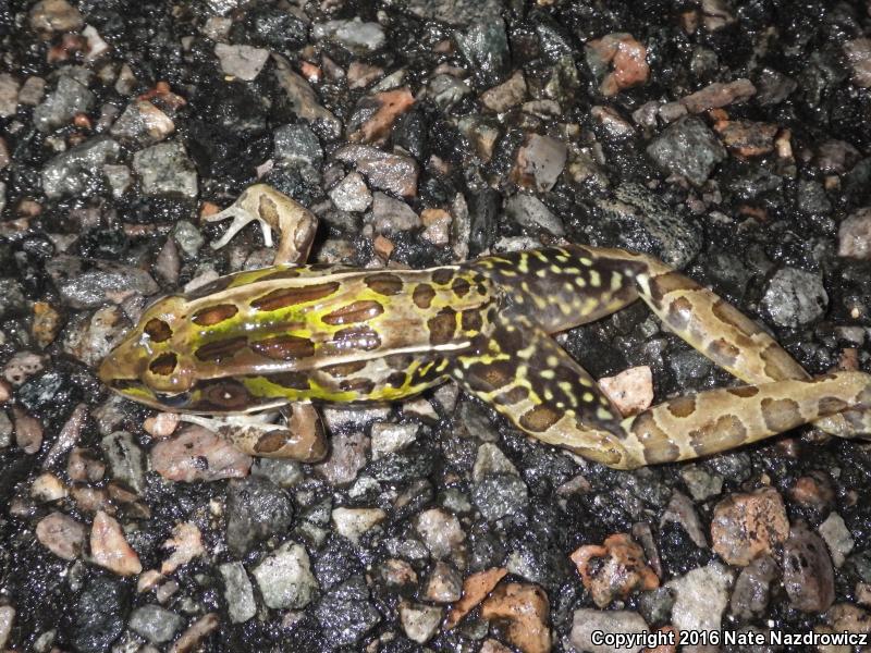 Florida Leopard Frog (Lithobates sphenocephalus sphenocephalus)