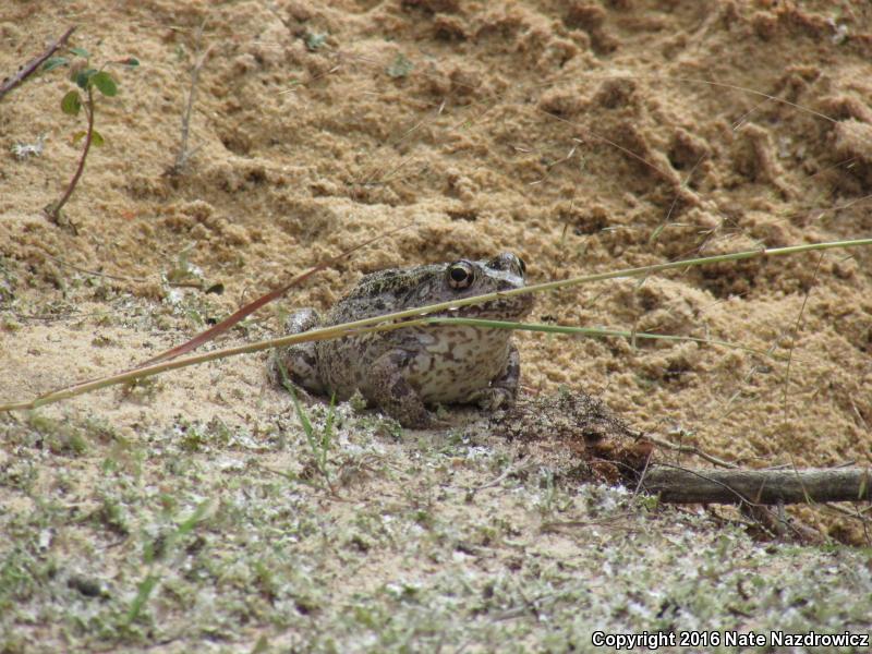 Gopher Frog (Lithobates capito)