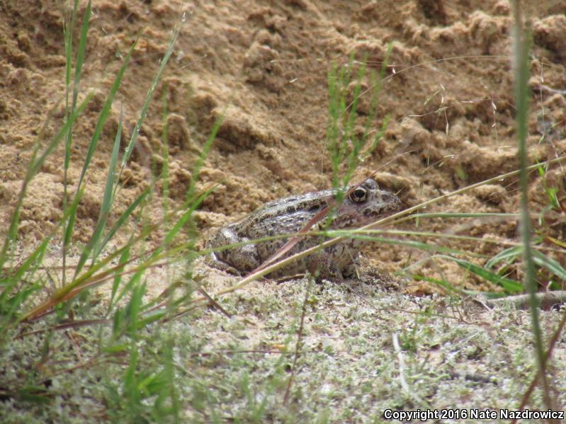 Gopher Frog (Lithobates capito)