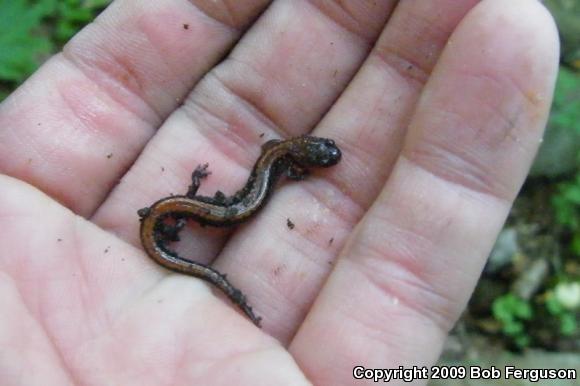 Eastern Red-backed Salamander (Plethodon cinereus)