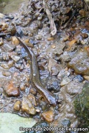 Northern Two-lined Salamander (Eurycea bislineata)