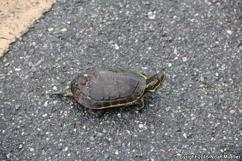 Chicken Turtle (Deirochelys reticularia)