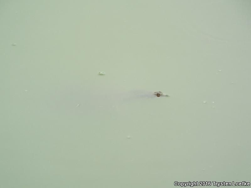 Texas Spiny Softshell (Apalone spinifera emoryi)