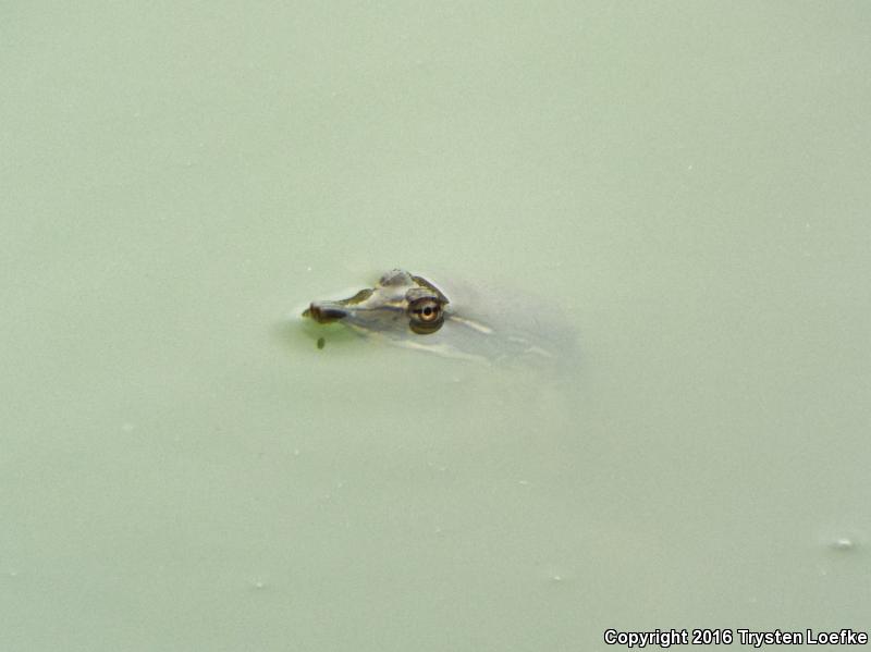 Texas Spiny Softshell (Apalone spinifera emoryi)