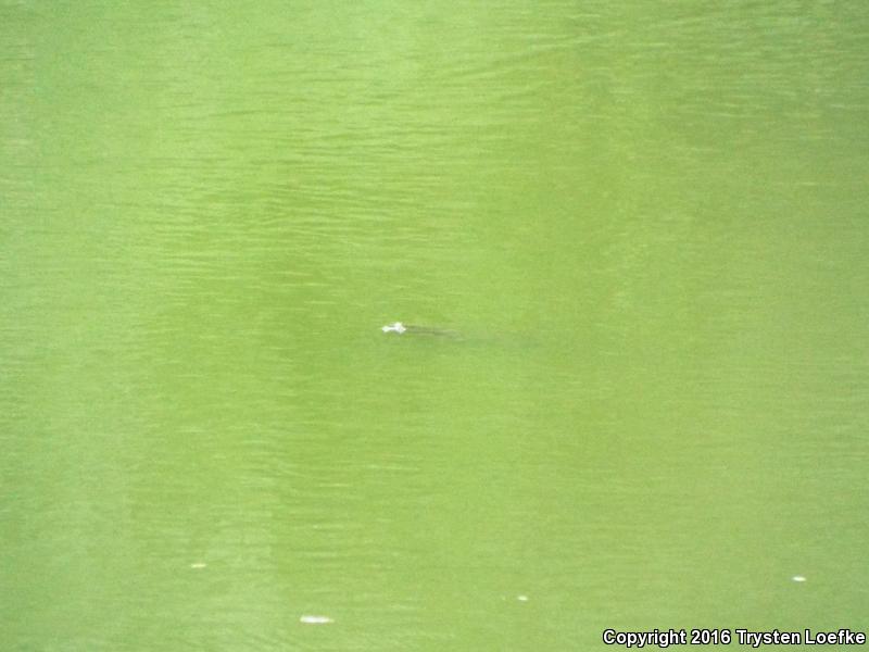 Texas Spiny Softshell (Apalone spinifera emoryi)