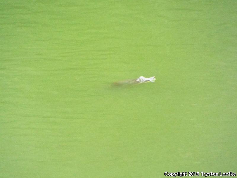 Texas Spiny Softshell (Apalone spinifera emoryi)