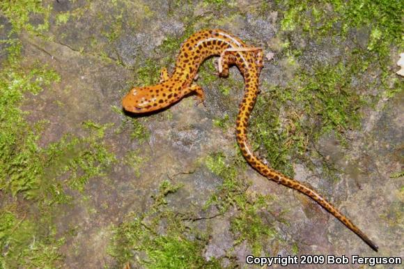 Long-tailed Salamander (Eurycea longicauda longicauda)