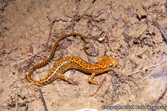 Long-tailed Salamander (Eurycea longicauda longicauda)