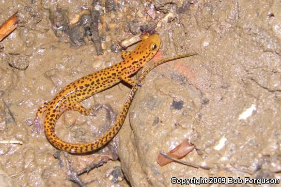 Long-tailed Salamander (Eurycea longicauda longicauda)