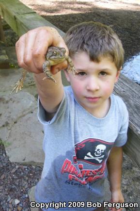 Eastern American Toad (Anaxyrus americanus americanus)