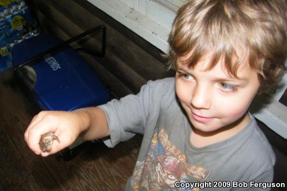 Eastern American Toad (Anaxyrus americanus americanus)