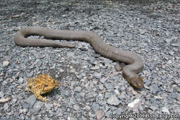 Eastern American Toad (Anaxyrus americanus americanus)