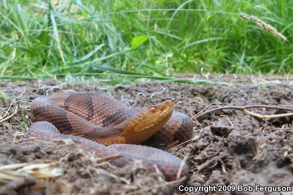 Northern  Copperhead (Agkistrodon contortrix mokasen)