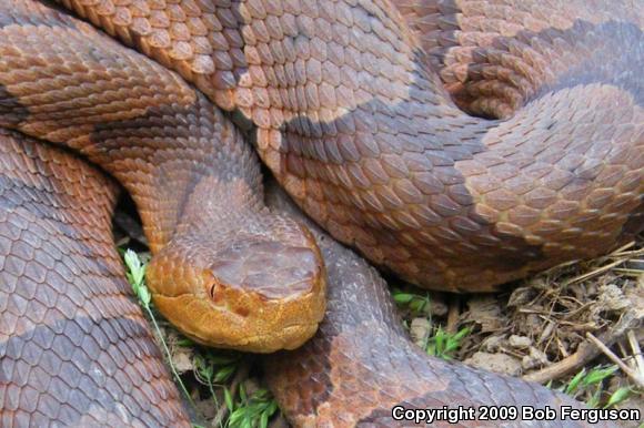 Northern  Copperhead (Agkistrodon contortrix mokasen)