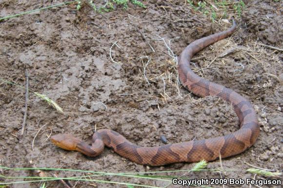 Northern  Copperhead (Agkistrodon contortrix mokasen)