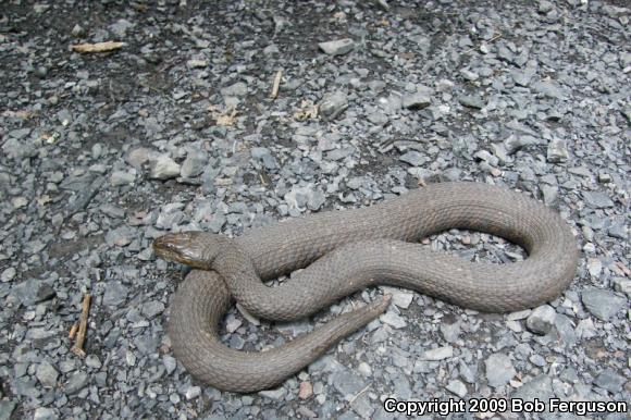 Northern Watersnake (Nerodia sipedon sipedon)