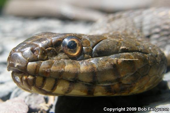 Northern Watersnake (Nerodia sipedon sipedon)