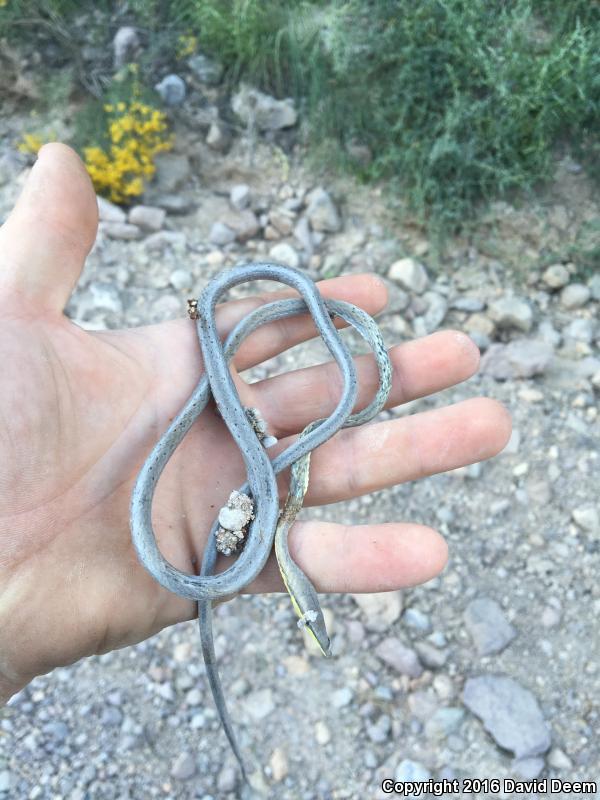 Brown Vinesnake (Oxybelis aeneus)