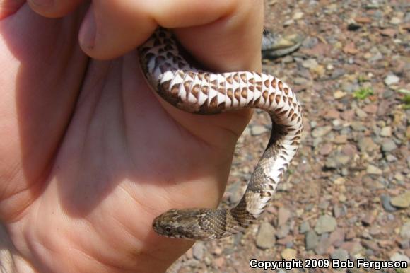 Northern Watersnake (Nerodia sipedon sipedon)