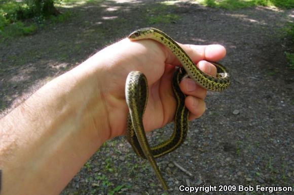 Eastern Gartersnake (Thamnophis sirtalis sirtalis)