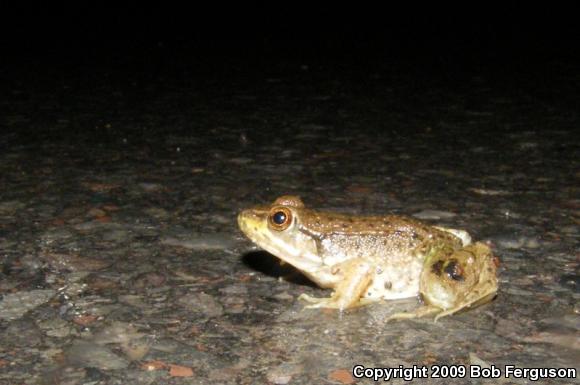 Northern Green Frog (Lithobates clamitans melanota)