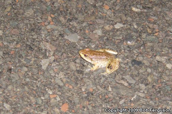 Northern Green Frog (Lithobates clamitans melanota)