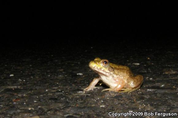 Northern Green Frog (Lithobates clamitans melanota)